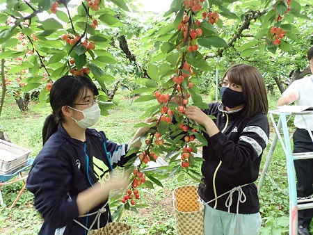 さくらんぼ援農ボランティア