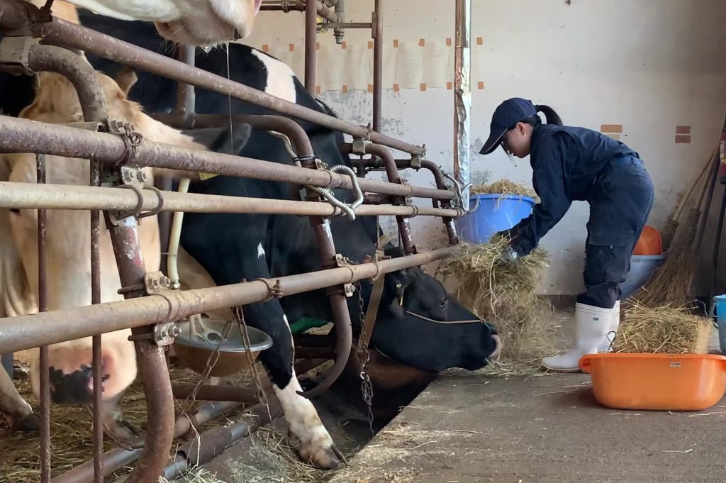 乳用牛・肉用牛等の飼養管理