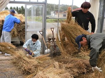 <span class="comment">稲作経営学科で栽培した稲の稲わらを牛の飼料用に収集しました。</span>