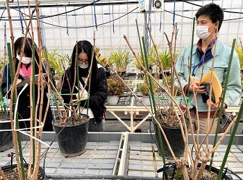 <span class="comment">花き経営学科：山形県農業総合研究センター　園芸農業研究所において、花き試験の視察研修。スノーボール促成試験の説明を受けました。</span>