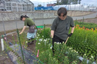 <span class="comment">花の需要期であるお盆を前に、小ぎくやケイトウが収穫盛期を迎えました
早朝からの収穫作業に励みます</span>